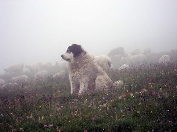 Sheepdog